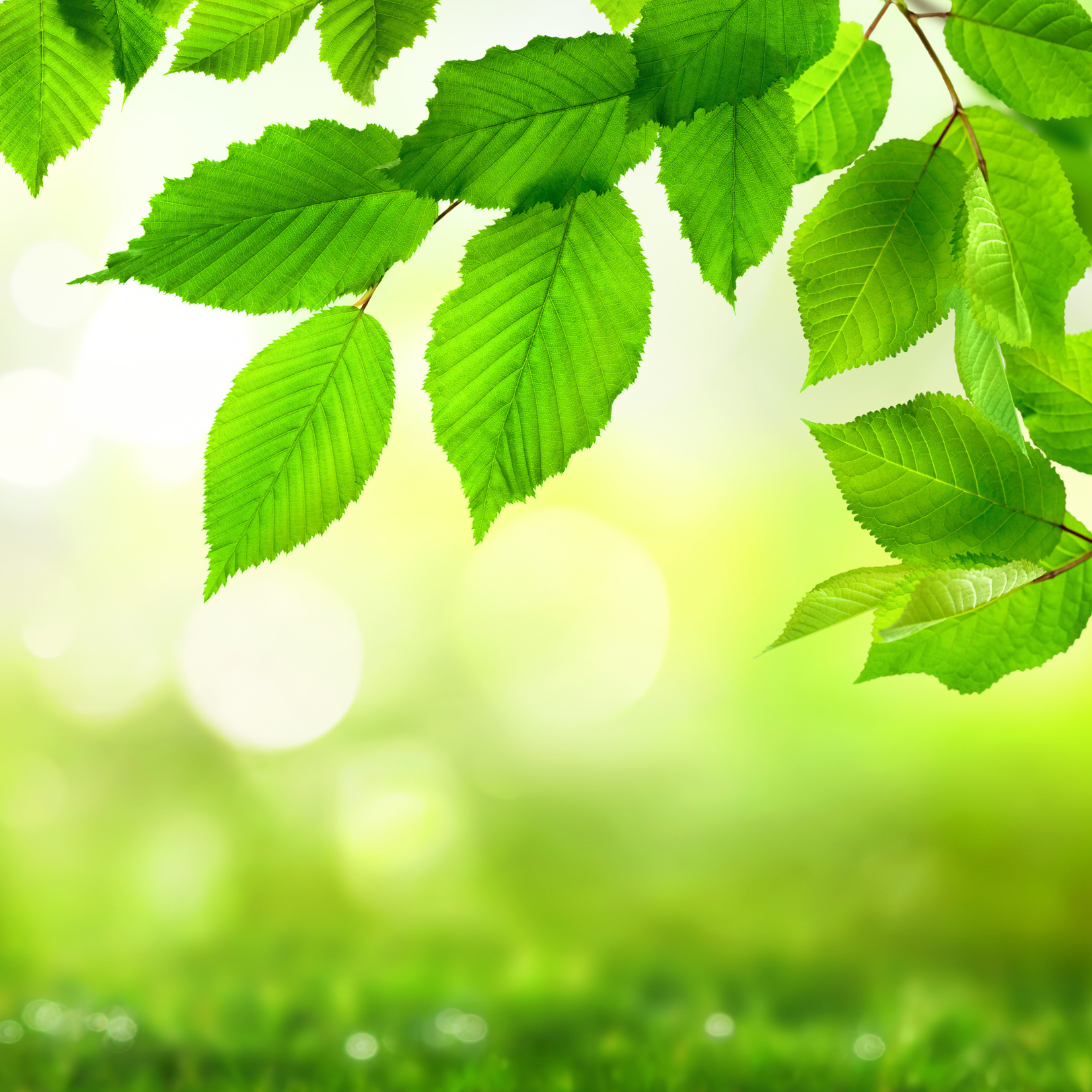 Grüne Blätter verzieren einen breiten Bokeh Hintergrund aus Glanzlichtern in der Natur
