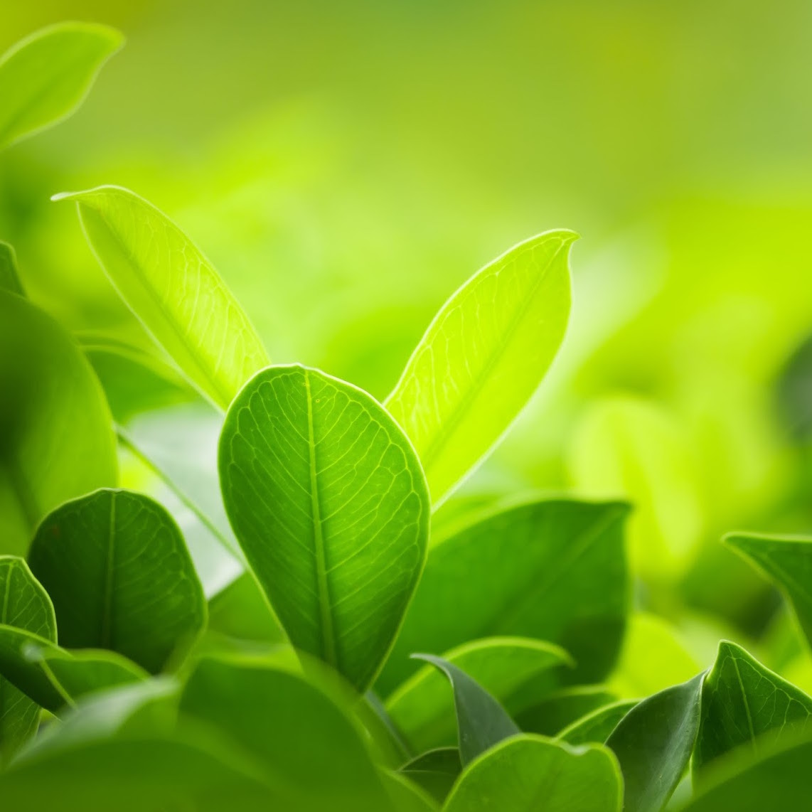 45201891 - nature backgrounds, backgrounds concept.