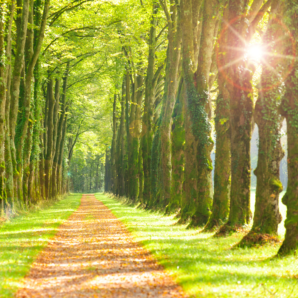 tree-lined avenue in park